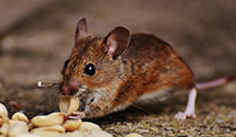railcar-and-freight-pest-control Experts in Syracuse